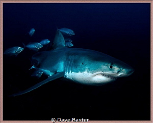 Great white with mates by Dave Baxter 
